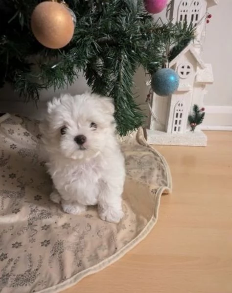 CUCCIOLI DI Maltese ALLEVATI CON AMORE per adozione