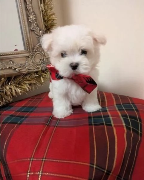 CUCCIOLI DI Maltese ALLEVATI CON AMORE per adozione | Foto 0