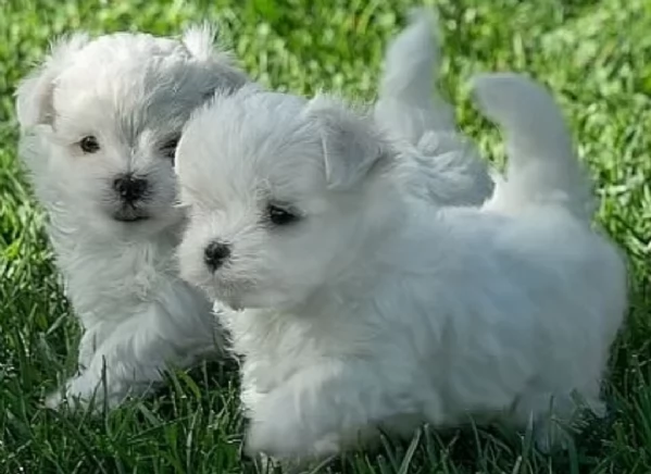 CUCCIOLI DI Maltese ALLEVATI CON AMORE per adozione