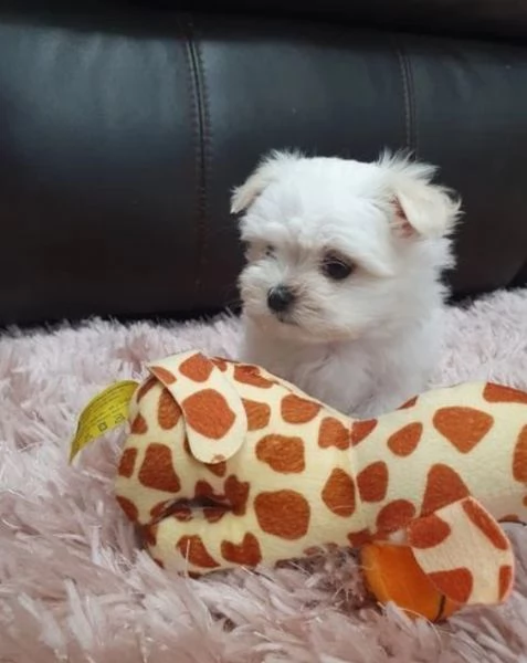 CUCCIOLI DI Maltese ALLEVATI CON AMORE per adozione