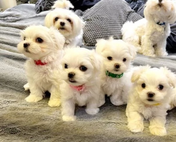 CUCCIOLI DI Maltese ALLEVATI CON AMORE per adozione | Foto 0