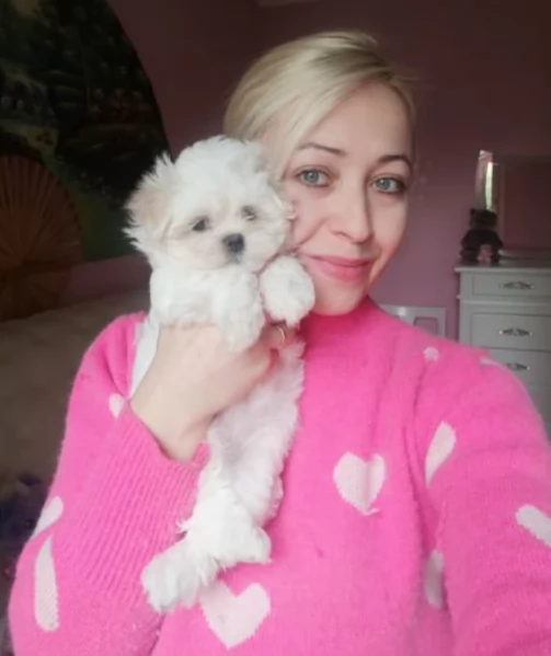 CUCCIOLI DI Maltese ALLEVATI CON AMORE per adozione