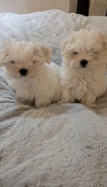 CUCCIOLI DI Maltese ALLEVATI CON AMORE per adozione