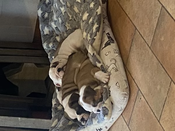 Cuccioli  bulldog inglese disponibili 