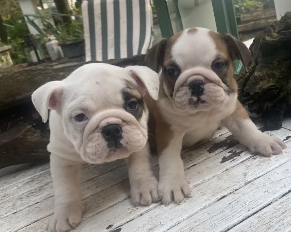 Cuccioli  bulldog inglese disponibili  | Foto 2