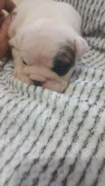 Cuccioli  bulldog inglese disponibili  | Foto 4