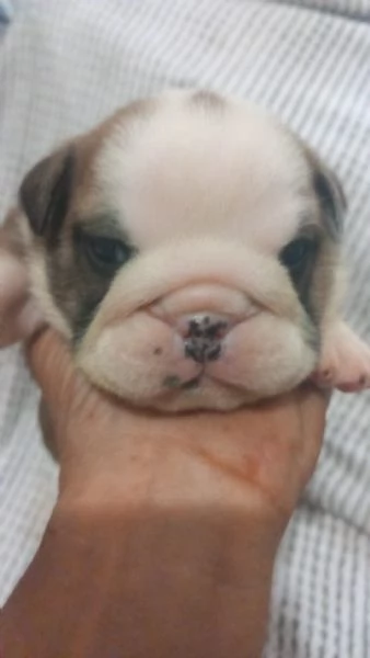 Cuccioli  bulldog inglese disponibili  | Foto 3