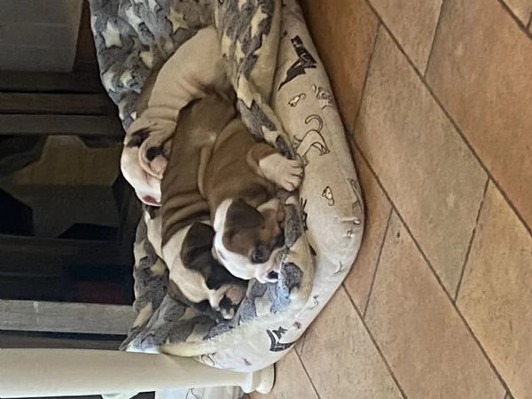 Cuccioli  bulldog inglese disponibili  | Foto 1