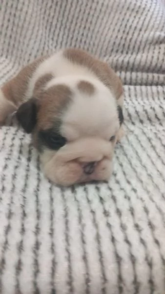 Cuccioli  bulldog inglese disponibili  | Foto 0