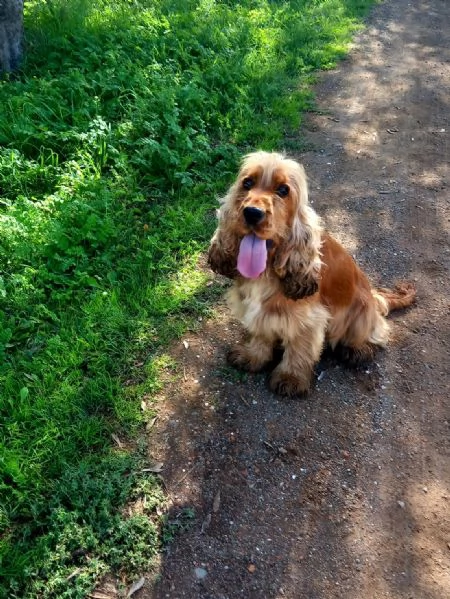 Splendidi cuccioli di Cocker Spaniel 