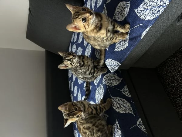 Cuccioli di gatto del bengala  | Foto 3