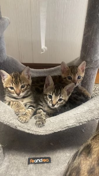 Cuccioli di gatto del bengala  | Foto 1