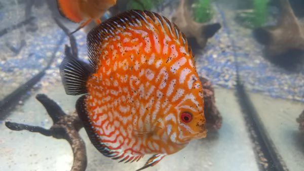 DISCUS COPPIA INCERTA  DI 12 MESI