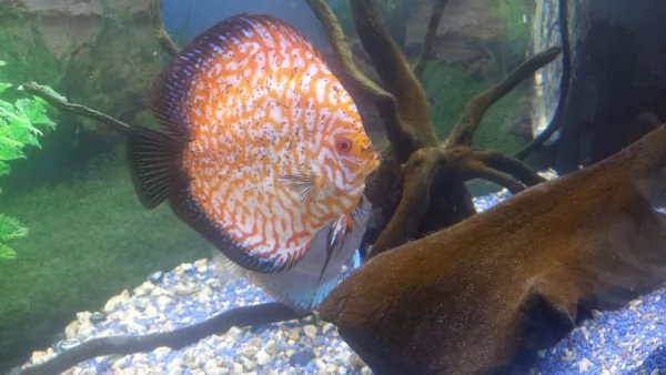 DISCUS COPPIA INCERTA  DI 12 MESI | Foto 6