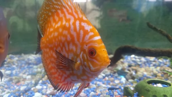 DISCUS COPPIA INCERTA  DI 12 MESI | Foto 5