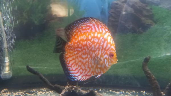 DISCUS COPPIA INCERTA  DI 12 MESI | Foto 4