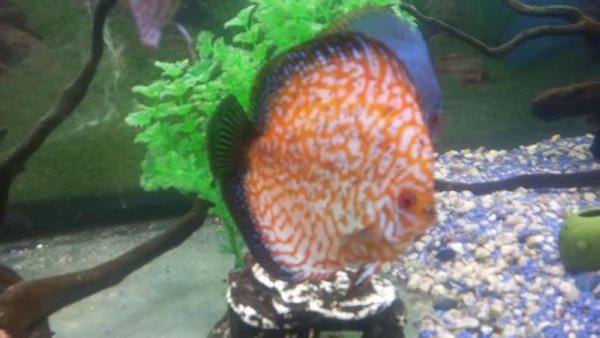 DISCUS COPPIA INCERTA  DI 12 MESI | Foto 3