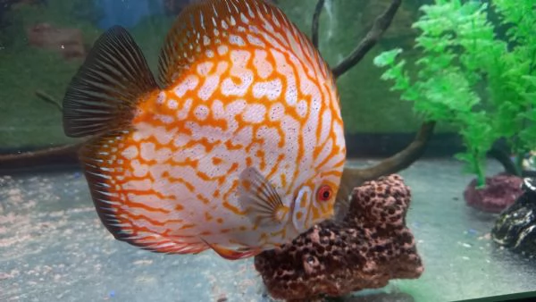 DISCUS COPPIA INCERTA  DI 12 MESI | Foto 0