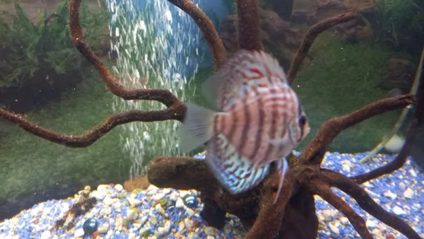 DISCUS COPPIA INCERTA DI 10 MESI | Foto 4