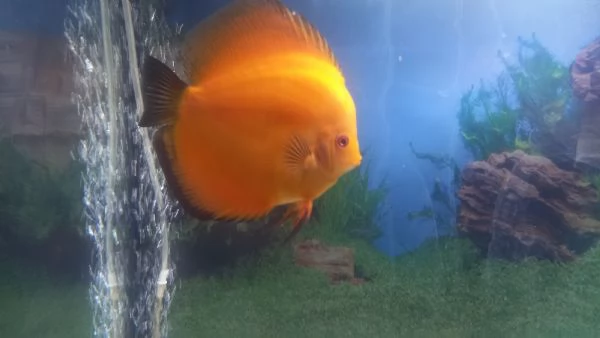 DISCUS DI 10 MESI | Foto 0