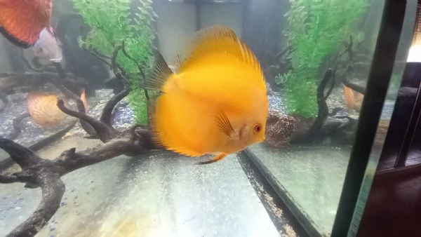 DISCUS COPPIA 11 MESI | Foto 1