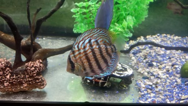 DISCUS COPPIA 11 MESI | Foto 0