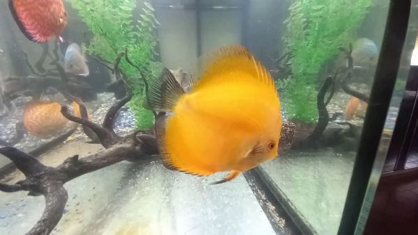 DISCUS COPPIA 11 MESI