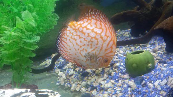 OFFRO IN REGALO ACQUARIO JUWEL 450  LITRI  | Foto 2