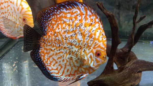 ACQUARIO JUWEL RIO COMPLETO CON 5 PESCI DISCUS  | Foto 5