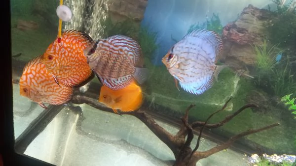 ACQUARIO JUWEL RIO COMPLETO CON 5 PESCI DISCUS  | Foto 1