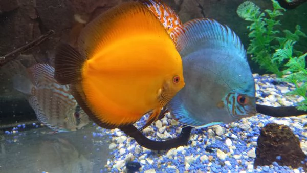 ACQUARIO JUWEL RIO COMPLETO CON 5 PESCI DISCUS  | Foto 0