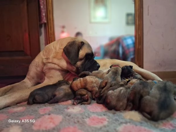 Disponibili cuccioli di Mastiff nei vari colori di fulvo champagne e albicocca | Foto 3