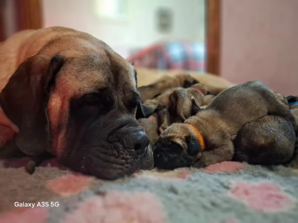 Disponibili cuccioli di Mastiff nei vari colori di fulvo champagne e albicocca | Foto 2