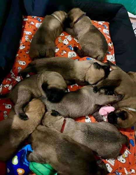 Disponibili cuccioli di Mastiff nei vari colori di fulvo champagne e albicocca