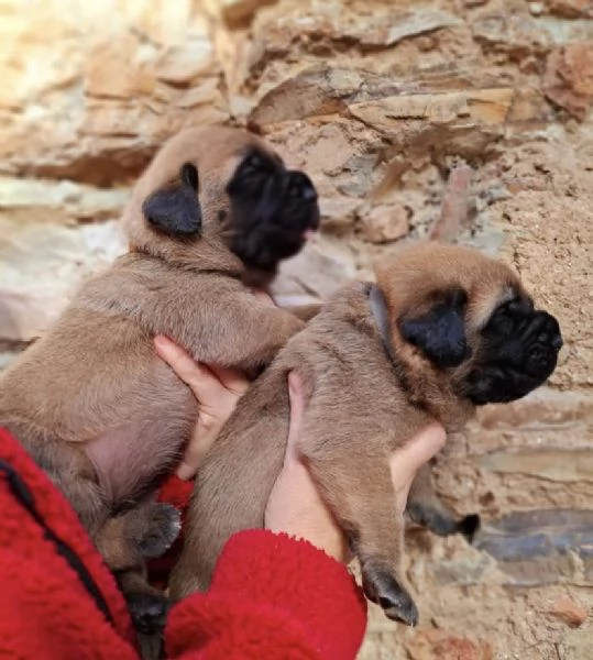 Disponibili cuccioli di Mastiff nei vari colori di fulvo champagne e albicocca | Foto 0