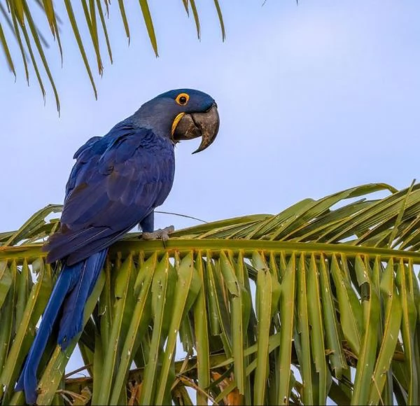 I pappagalli di ara giacinto e altre specie disponibili perlavendita | Foto 2