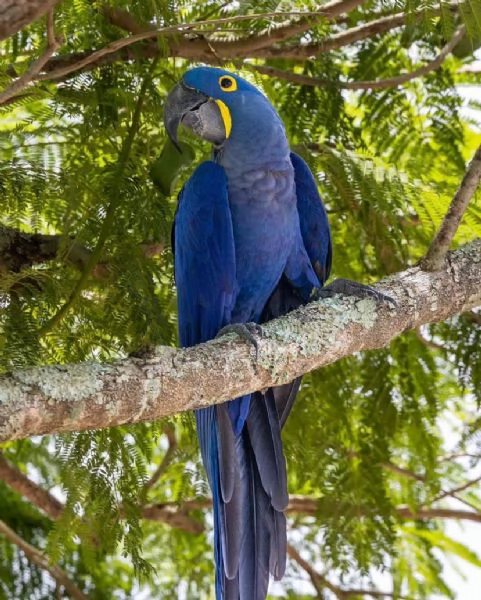 I pappagalli di ara giacinto e altre specie disponibili perlavendita | Foto 0