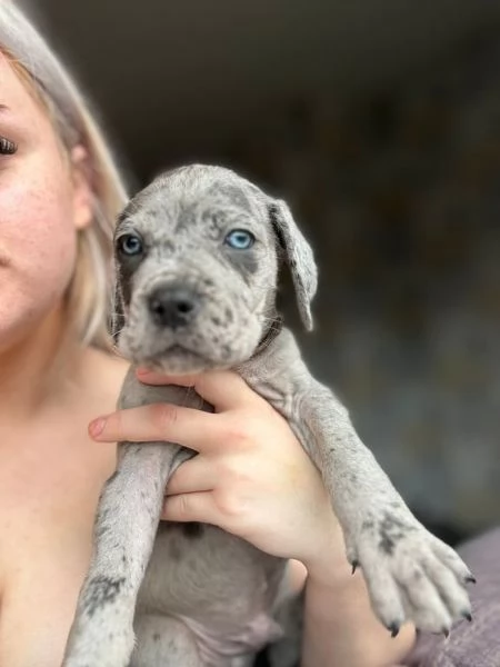 Adorabile cane corso mastino italiano in vendita