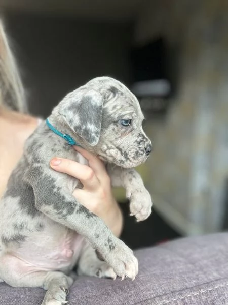 Adorabile cane corso mastino italiano in vendita | Foto 0