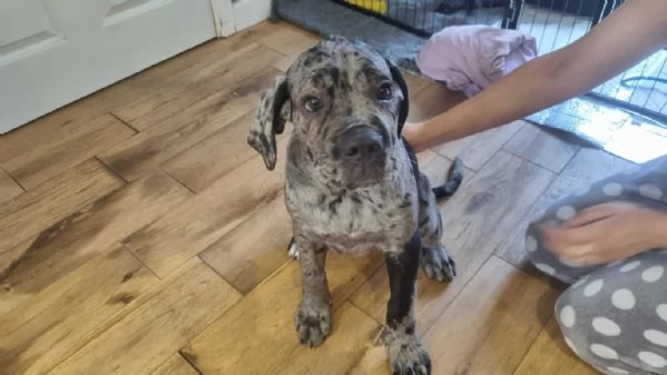 Cucciolo di Cane Corso carino per adozione