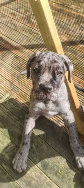 Cucciolo di Cane Corso carino per adozione | Foto 2