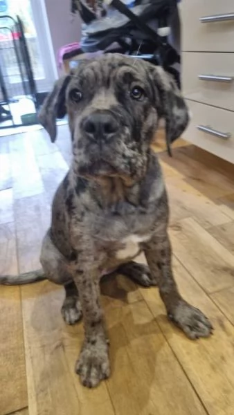 Cucciolo di Cane Corso carino per adozione | Foto 1