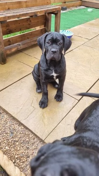 Cucciolo di Cane Corso carino per adozione | Foto 0