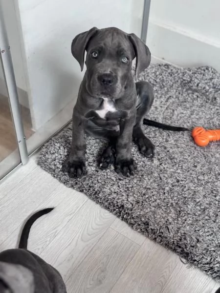 Adorabile e splendido Cane Corso in cerca di adozione | Foto 1