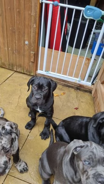 Adorabile e splendido Cane Corso in cerca di adozione | Foto 0