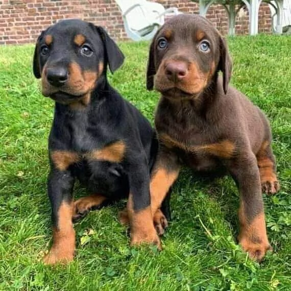 Carino Pinscher nano in cerca di adozione