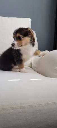 Adorabili Corgis da adottare | Foto 1