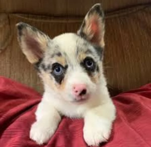 Adorabili Corgis da adottare