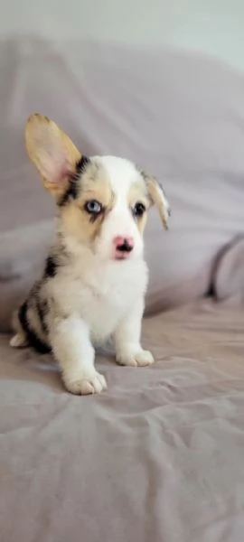 Adorabili Corgis da adottare