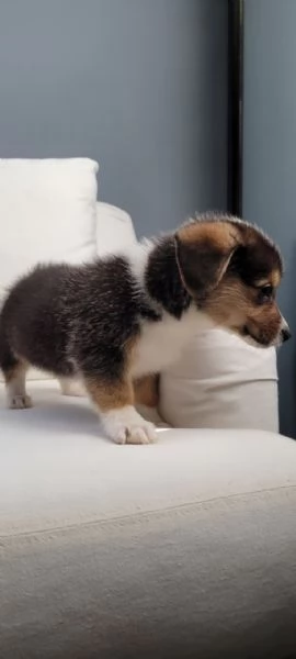 Adorabili Corgis da adottare | Foto 0